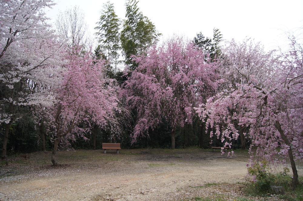 日進市米野木町洲原社の紅白桜