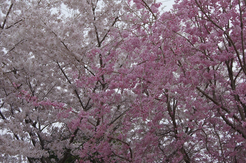 日進市米野木町洲原社の紅白桜